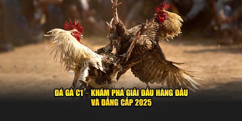 Đá gà C1 là hình thức giải trí thu hút số lượng người hâm mộ lớn