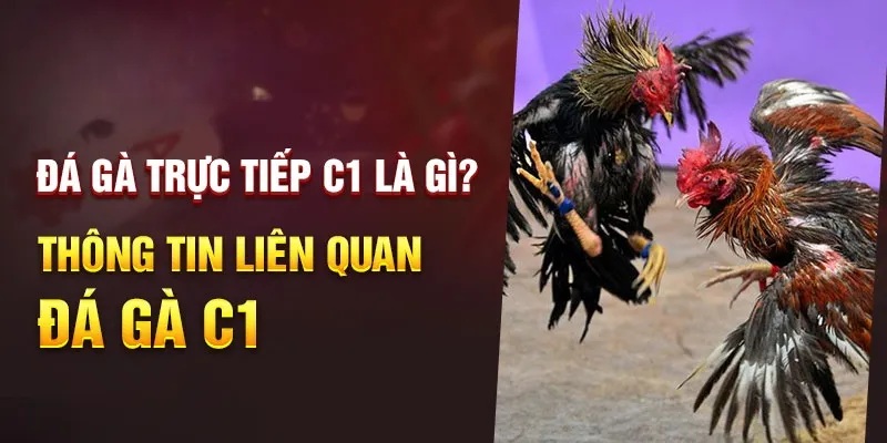 Đá gà C1