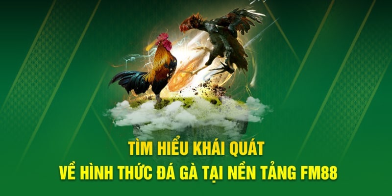 Đá gà FM88 là địa chỉ giải trí trực tuyến nhất định không nên bỏ lỡ