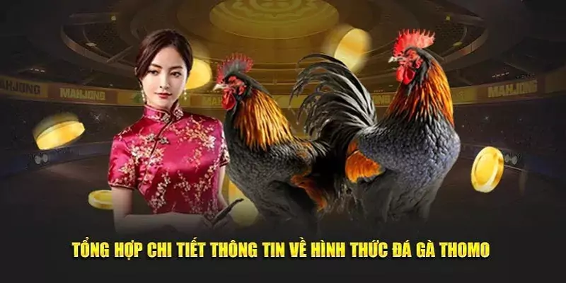 Những hình thức đá gà Thomo hấp dẫn tại FM88