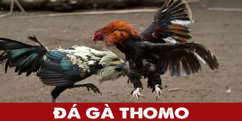 Luật chơi cần biết đá gà Thomo FM88